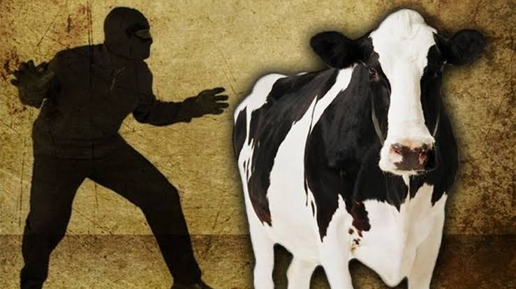 পূর্বধলায় ইউপি চেয়ারম্যানের খামার থেকে ৬ গরু চুরি