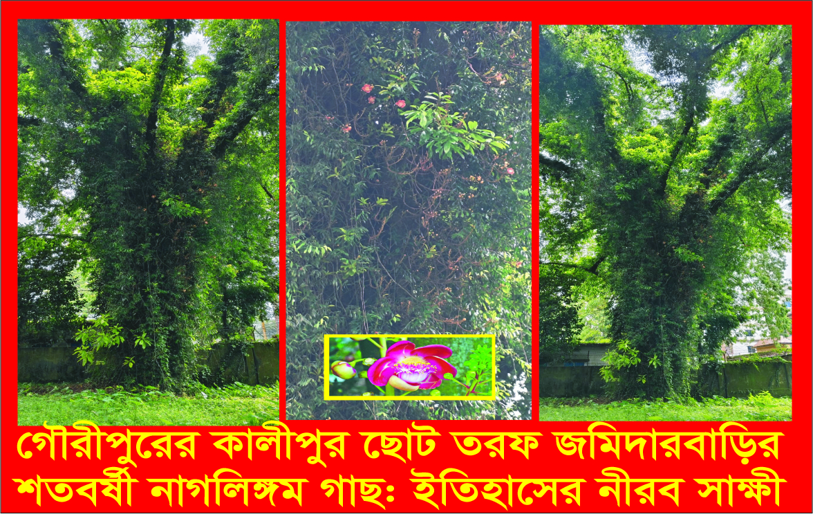 গৌরীপুরের কালীপুর ছোট তরফ জমিদারবাড়ির শতবর্ষী নাগলিঙ্গম গাছ: ইতিহাসের নীরব সাক্ষী