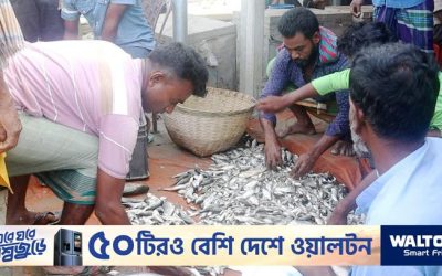 ‘মাছে-ভাতে বাঙালি’: বিশ্বে বাংলাদেশের নতুন জয়গান