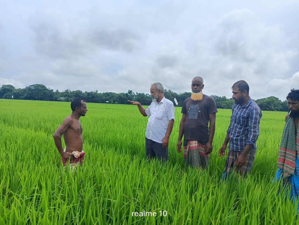 পূর্বধলায় ইঁদুর ও পোকার আক্রমণে আমন ফসলের ব্যাপক ক্ষতির আশঙ্কা