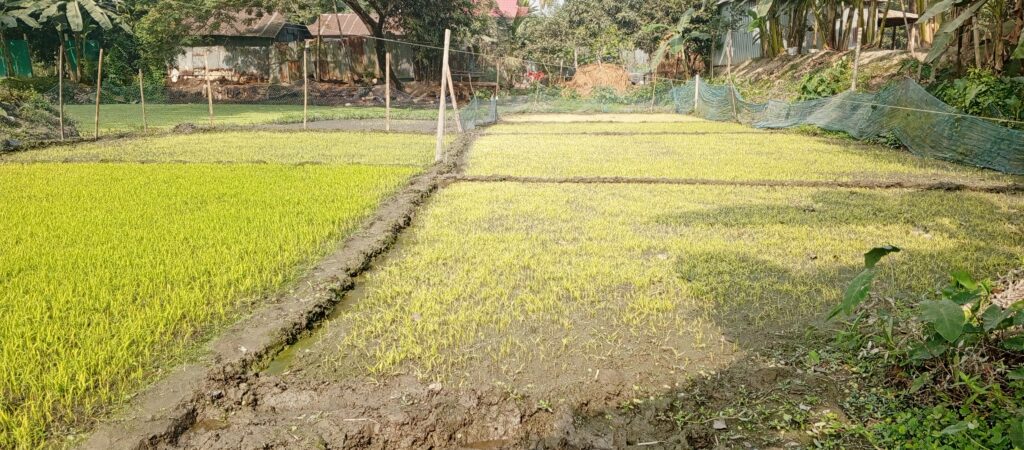 পূর্বধলায় প্রচণ্ড শীতে জালধান (চারাধান) নষ্ট হওয়ার আশঙ্কা, দুশ্চিন্তায় কৃষক