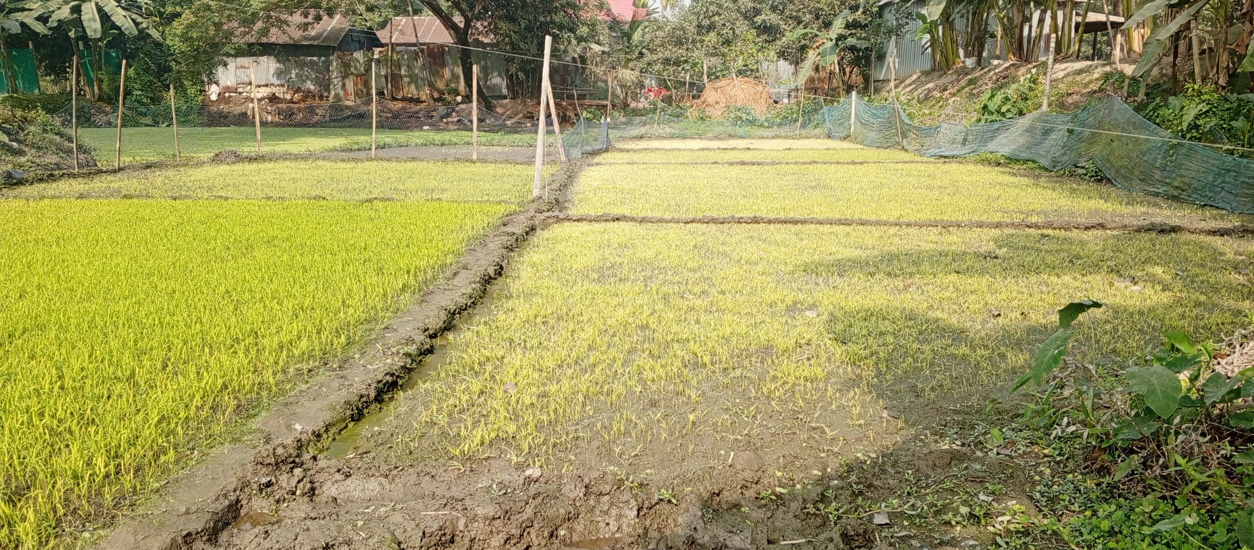 পূর্বধলায় প্রচণ্ড শীতে জালধান (চারাধান) নষ্ট হওয়ার আশঙ্কা, দুশ্চিন্তায় কৃষক