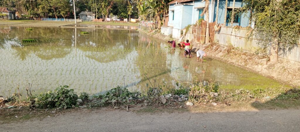 পূর্বধলায় এবার চলতি বোরো আবাদের লক্ষ্যমাত্রা প্রায় ২২ হেক্টর জমি নির্ধারণ