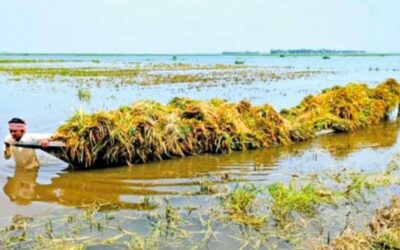 কংশ ভূগাই নদীর পানি বিপদসীমা ৮৭ সেঃ মিঃ উপর দিয়ে প্রবাহিত