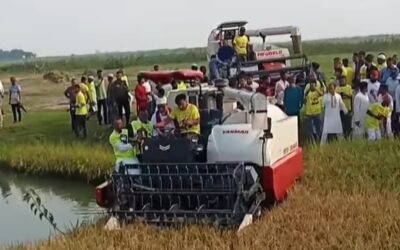 বোরো ধান কাটা উৎসব উদ্বোধন করলেন সাবেক স্বরাষ্ট্র প্রতিমন্ত্রী লুৎফুজ্জামান বাবর 