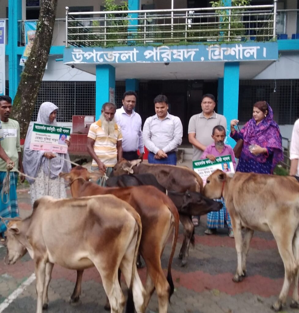 ত্রিশালে বিনামূল্যে ছয়টি বকনা বাছুর বিতরণ
