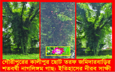 গৌরীপুরের কালীপুর ছোট তরফ জমিদারবাড়ির শতবর্ষী নাগলিঙ্গম গাছ: ইতিহাসের নীরব সাক্ষী