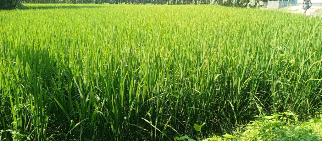 পূর্বধলায় এবছর আমনের বাম্পার ফলনের সম্ভবনা