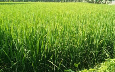 পূর্বধলায় এবছর আমনের বাম্পার ফলনের সম্ভবনা 